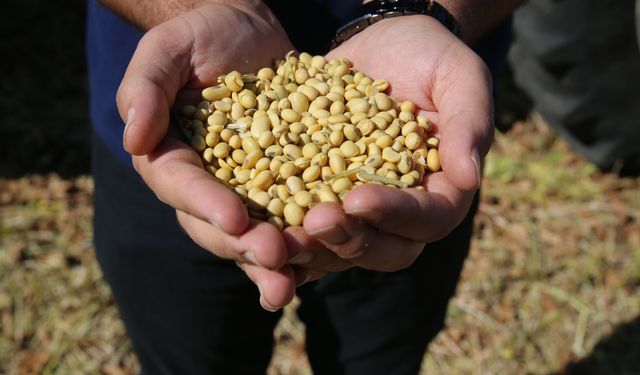 Diyarbakır'da soya ekim alanı bir yıldaki yukseliş oranı