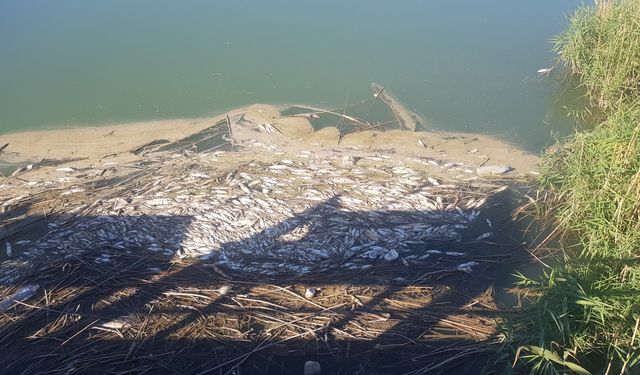 Balık ölümleri ve kötü koku üzerine inceleme başlatıldı