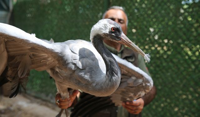 Gözleri görmeyen turnaya 4 yıldır özenle bakıyorlar