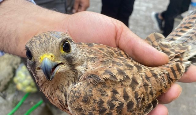 Yaralı bulunan kerkenez kuşu tedavi edildi