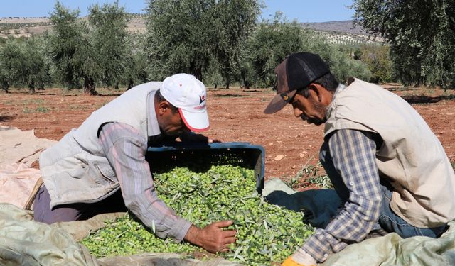 Tescilli Kilis zeytinyağında ilk sıkım başladı