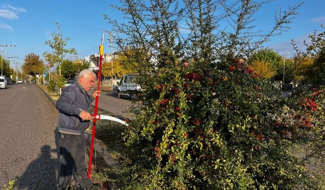 Adıyaman'da ağaç budama çalışması