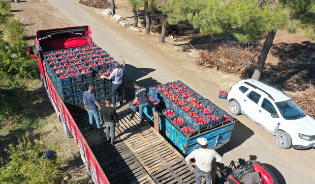 Adıyaman'da 20 bin dekar alanda üretilen narda hasat dönemi