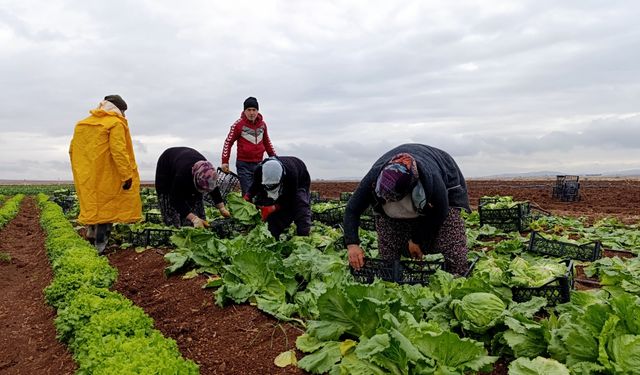 Keysun Ovası'nda marul yetiştirilecek