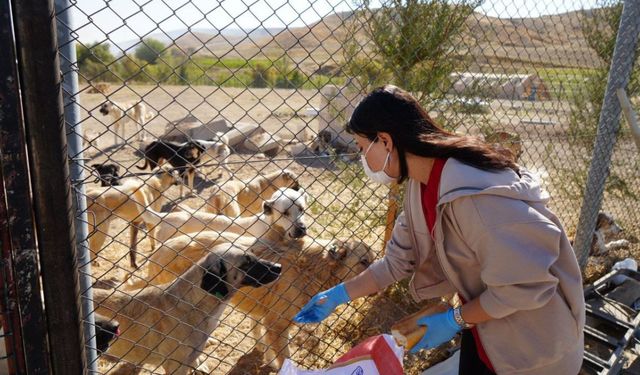 Adıyaman'da, sokak hayvanlarına yeni barınak