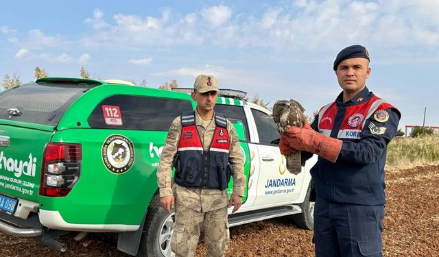 Kilis'te bulunan kızıl şahin koruma altına alındı