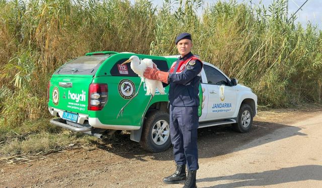 Kiliste bulunan büyük ak balıkçıl kuşu tedavi altına alındı