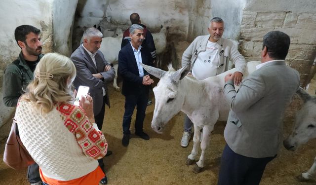 Mardin'de çöp taşıyan eşeklere "emeklilik" yolu gözüktü