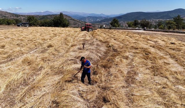 Ordu’da 'Siyez Buğdayı'nda peşin ödeme