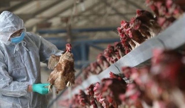 Türkiye’de kuş gribi yeniden görüldü