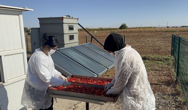 Güneş enerjili cihaz biberleri daha hızlı kurutuyor