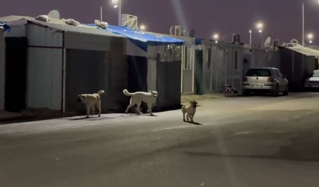 K6 Konteyner Kentte 'Sokak Köpeği' tehlikesi