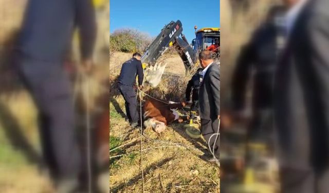 Adıyaman'da kuyuya düşen inek kurtarıldı