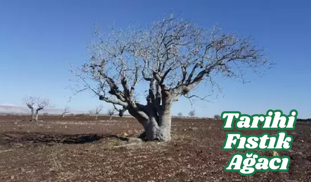 Türkiye’nin Tarihi Fıstık Ağacı Yavuzeli’nde