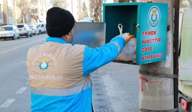 Haliliye'de toplanan ekmekler sahipsiz hayvanlara veriliyor