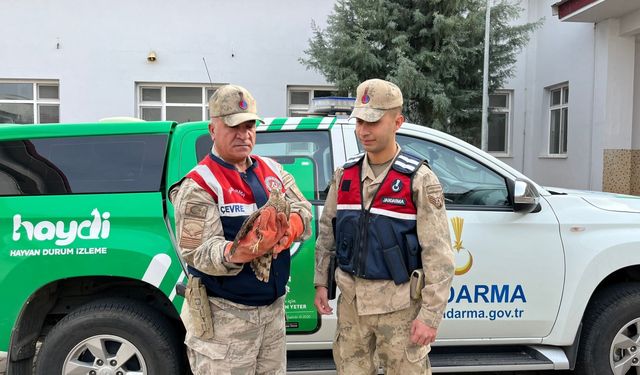 Jandarmanın yaralı bulduğu kuşlar tedaviye alındı