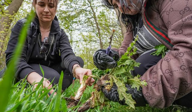 8 bin yıllık Hevsel Bahçeleri'nde toplanan otlar lezzete dönüşüyor