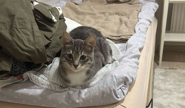 Adıyamanlı veteriner Turhan, depremde görevini sokağa taşıdı