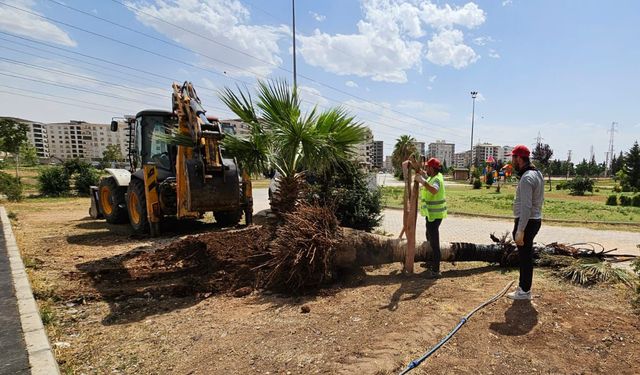 Mardin'de Yanan palmiyenin yerine yenisi dikildi
