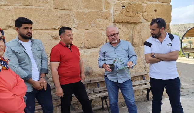 Öğrenciler Deyrulzafaran Manastırında zeytin dikiti