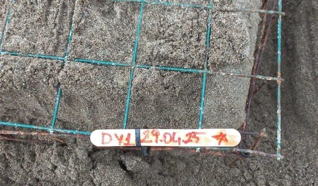 Caretta carettalar İztuzu sahiline yumurta bırakmaya başladı