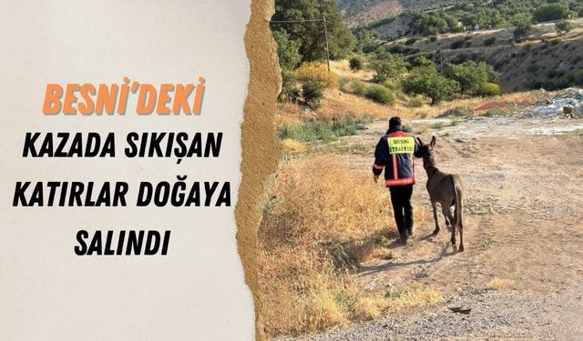 Besni'deki Kazada Kamyonda Sıkışan Katırlar Doğaya Salındı