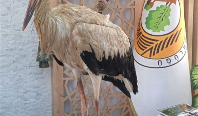 Yaralı Leylek Mersin Ormancılarına Sığındı!