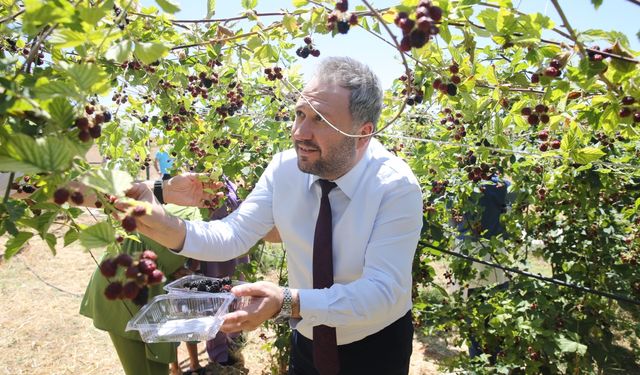 Özel bireyler hobi bahçesinde böğürtlen yetiştirdi