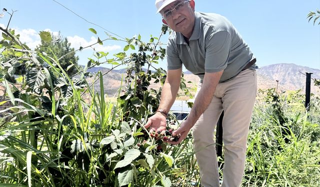 Siirt'te deneme üretimi yapılan böğürtlen olumlu sonuç verdi