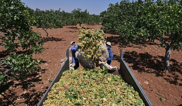 Antep fıstığının ilk hasadı davul zurna eşliğinde yapıldı
