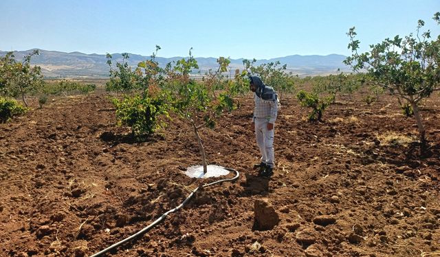 Fıstık üreticileri hasat öncesi sulama mesaisinde