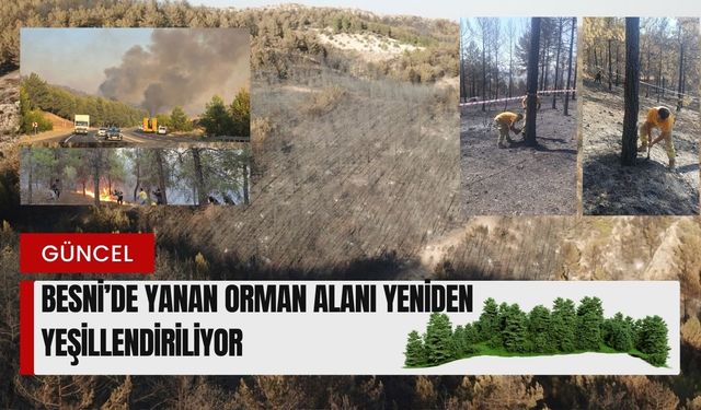 Besni’de Yanan Orman Alanı Yeniden Yeşillendiriliyor