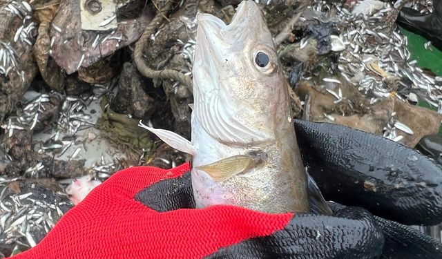 Karadeniz’de balıklarda mikroplastik araştırması