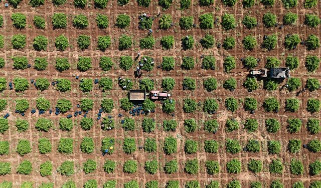 'Kilis horoz karası' üzümünde hasat başladı