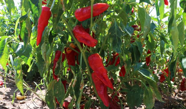 Kilis'te kırmızı biber hasadı başladı