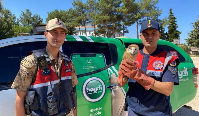 Kilis'te yaralı peçeli baykuş koruma altına alındı