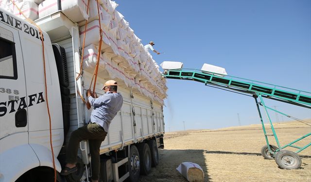 Saman işçileri sıcak ve toza karşı çalışıyor