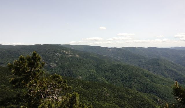 Kazdağları yüzlerce bitki türüne ev sahipliği yapıyor