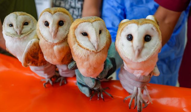 Annelerini kaybeden baykuşlar doğaya salınacak!