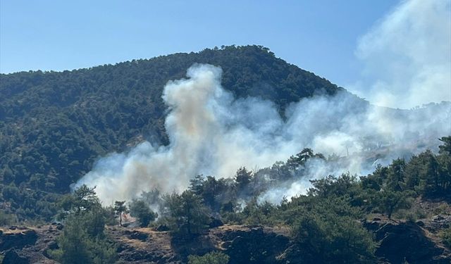 Gaziantep’teki orman yangınında 1 hektar alan zarar gördü