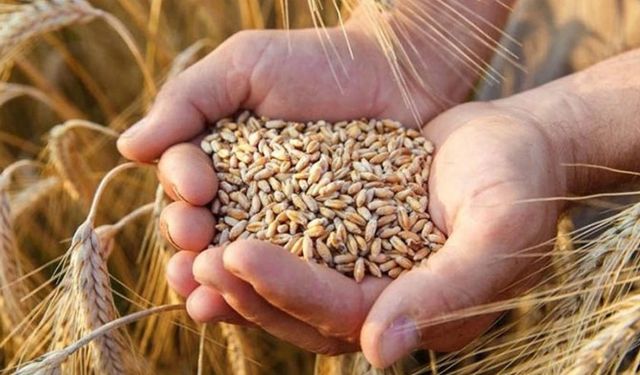 Güneydoğu Anadolu'da hububat ihracatı arttı
