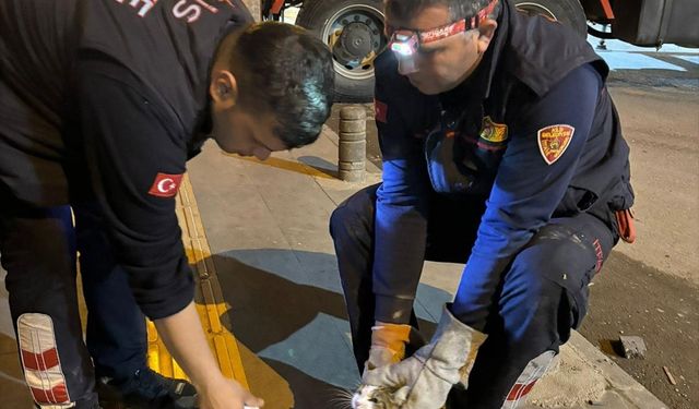 Kilis'te ağaçta mahsur kalan kedi kurtarıldı