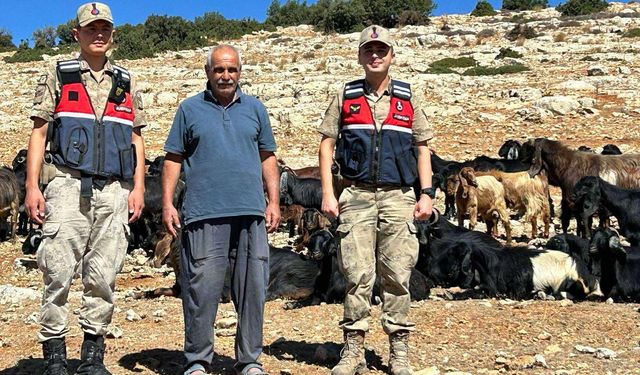 Kaybolan küçükbaş hayvanlar jandarma tarafından bulundu
