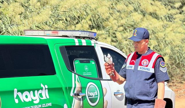 Yaralı bulunan ak çaylak kuşu koruma altına alındı