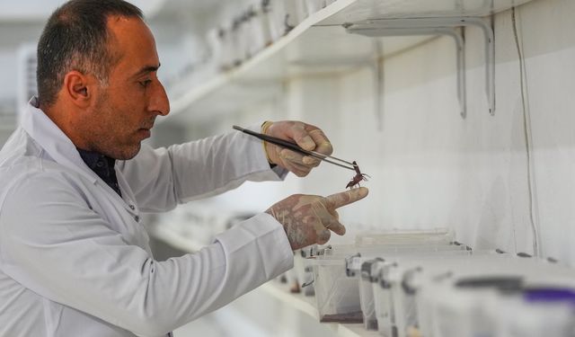 Kurduğu tesiste yetiştirdiği akrepler zehir elde ediyor
