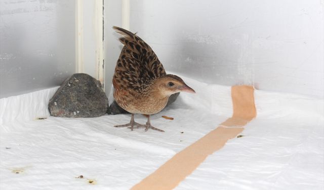 Hasta bıldırcın kılavuzu kuşu tedavi ediliyor