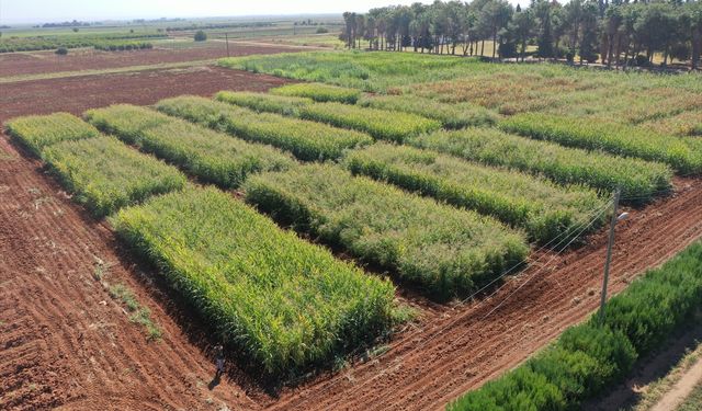 Şanlıurfa'da anız ekim yöntemi yaygınlaştırılacak