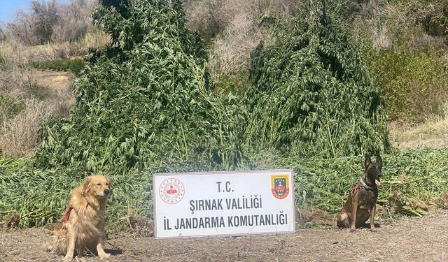 Şırnak'taki operasyonda 5 şüpheli yakalandı