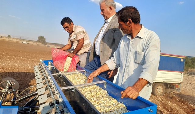 Tescilli Araban sarımsağında yeni sezon hazırlıkları başladı