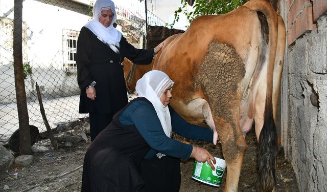 Batman'da ineği ölen kadına destek seferberliği